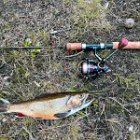 AR21-Brook Trout 2021